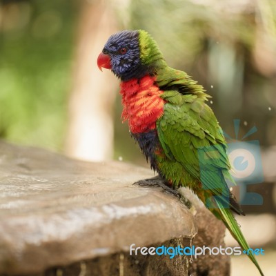 Rainbow Lorikeet Stock Photo