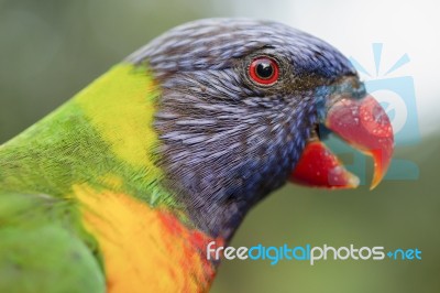 Rainbow Lorikeet Stock Photo