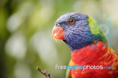 Rainbow Lorikeet Stock Photo