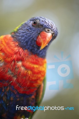 Rainbow Lorikeet Stock Photo