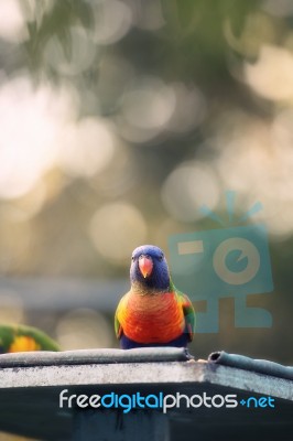 Rainbow Lorikeet Outside During The Day Stock Photo