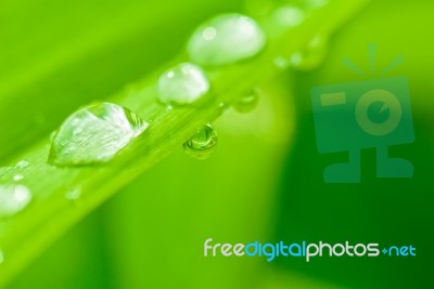 Raindrop Stock Photo