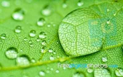 Raindrop Stock Photo