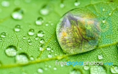 Raindrop Stock Photo