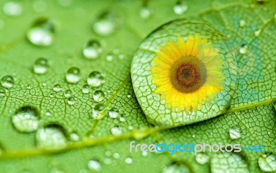 Raindrop Stock Photo