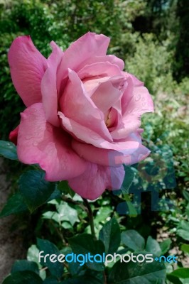 Rainwater Droplets On A Pink Rose Stock Photo