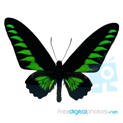 Rajah Brookiana Butterfly Stock Photo