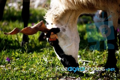 Ram Eating Grass Stock Photo