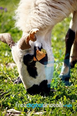 Ram Eating Leafs Stock Photo