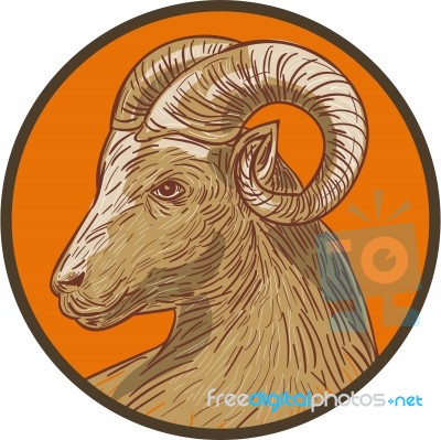 Ram Goat Head Circle Drawing Stock Image