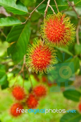 Rambutan Stock Photo