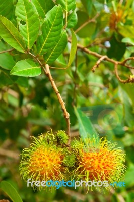 Rambutan Fruit Stock Photo