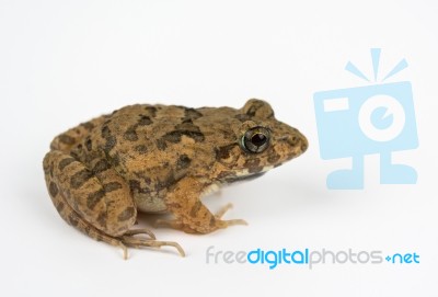 Rana Limnocharis,grass Frog, Ricefield Frog On White Background Stock Photo