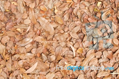 Random Dry Leaf Stock Photo