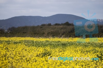 Rapaseed (brassica Napus) Flower Stock Photo