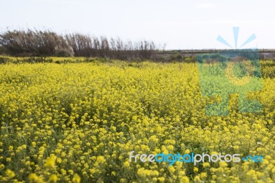 Rapaseed (brassica Napus) Flower Stock Photo