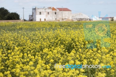 Rapaseed (brassica Napus) Flower Stock Photo