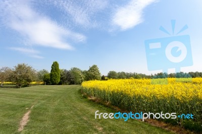 Rape In The Essex Countryside Stock Photo