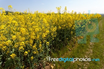 Rape In The Essex Countryside Stock Photo