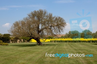 Rape In The Essex Countryside Stock Photo