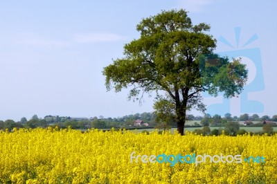 Rape In The Essex Countryside Stock Photo