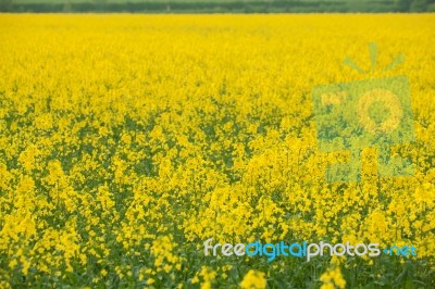 Rapeseed Field Stock Photo