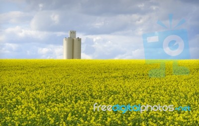 Rapeseed Field With Storage Silos Stock Photo