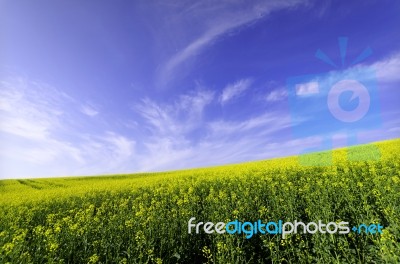 Rapessed Field Stock Photo