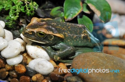 Rare Frog Stock Photo