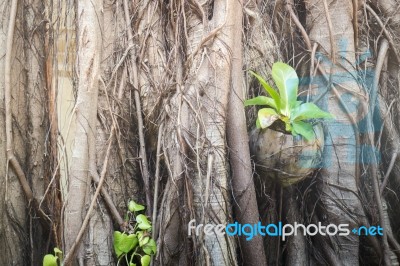 Rare Texture Of Tree Bark Stock Photo