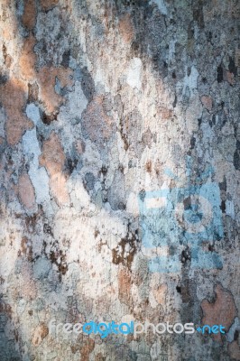 Rare Texture Of Tree Bark Stock Photo