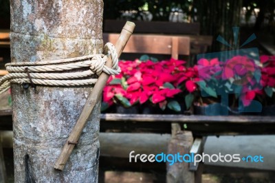 Rare Texture Of Tree Bark Stock Photo