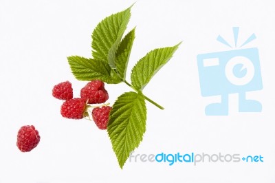 Raspberry Fruits Stock Photo