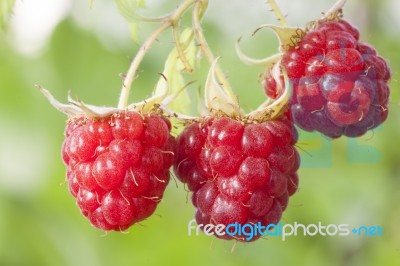 Raspberry Fruits On Branch Stock Photo