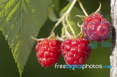 Raspberry Fruits On Branch Stock Photo