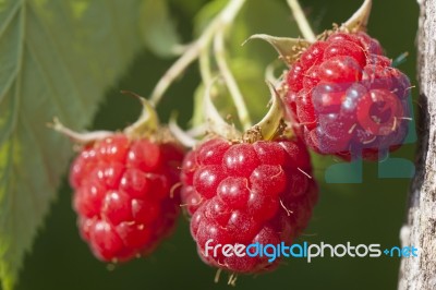 Raspberry Fruits On Branch Stock Photo