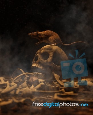 Rat On Human Skull In The Dark,3d Illustration Stock Image