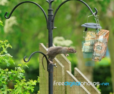 Rat Pinching Bird Food Stock Photo