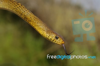 Rat Snake Stock Photo