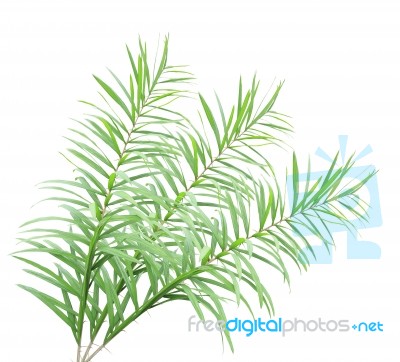 Rattan Palm Leaves Isolated On White Background Stock Photo