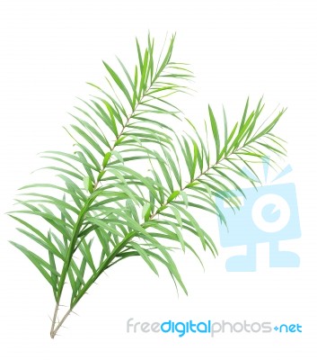 Rattan Palm Leaves Isolated On White Background Stock Photo