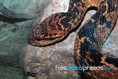 Rattle Snake Stock Photo