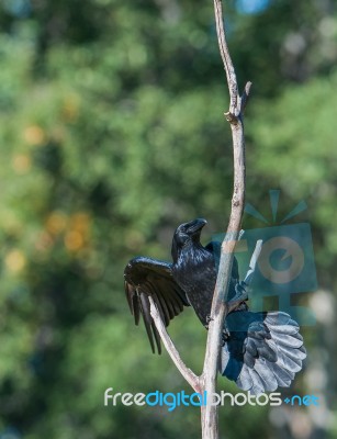 Raven Sitting In A Tree Stock Photo