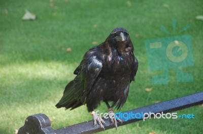 Raven Stock Photo