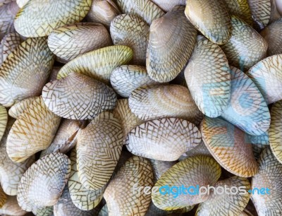 Raw Carpet Clam Stock Photo