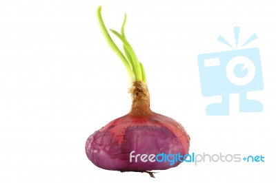 Raw Dirty Shallot Onion Growth Front View On White Background Stock Photo