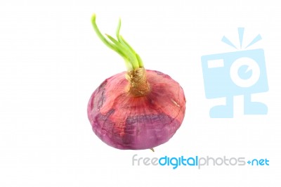 Raw Dirty Shallot Onion Growth Top View On White Background Stock Photo