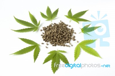 Raw Hemp Cannabis Seeds Green Leaf Close Up Stock Photo