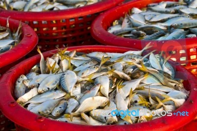 Raw Material Fish Stock Photo