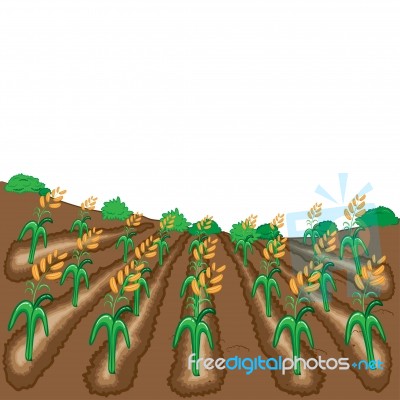 Raw Of Rice  Illustration Cartoon Stock Image